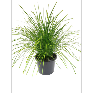 270mm Lomandra Lime Tuff - Lomandra longifolia x confertifolia subsp. pallida