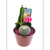 Size F Cacti Ceramic in Planter