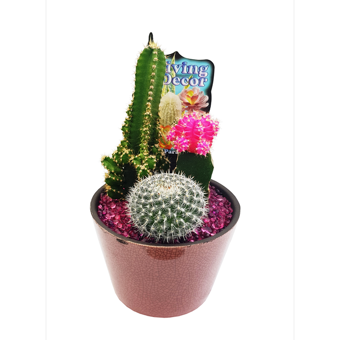 Size F Cacti Ceramic in Planter