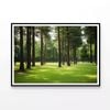 Pine Trees Line the Forest  Print 100% Australian Made 90x60cm  (Poster)