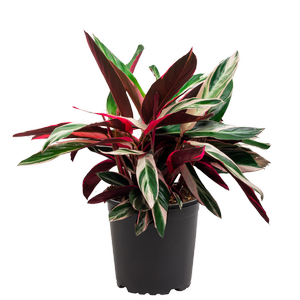 140mm Prayer Plant - Stromanthe sanguinea Triostar
