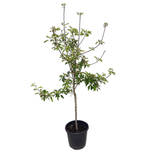 30L Apple Fruiting Varieties - Malus domestica