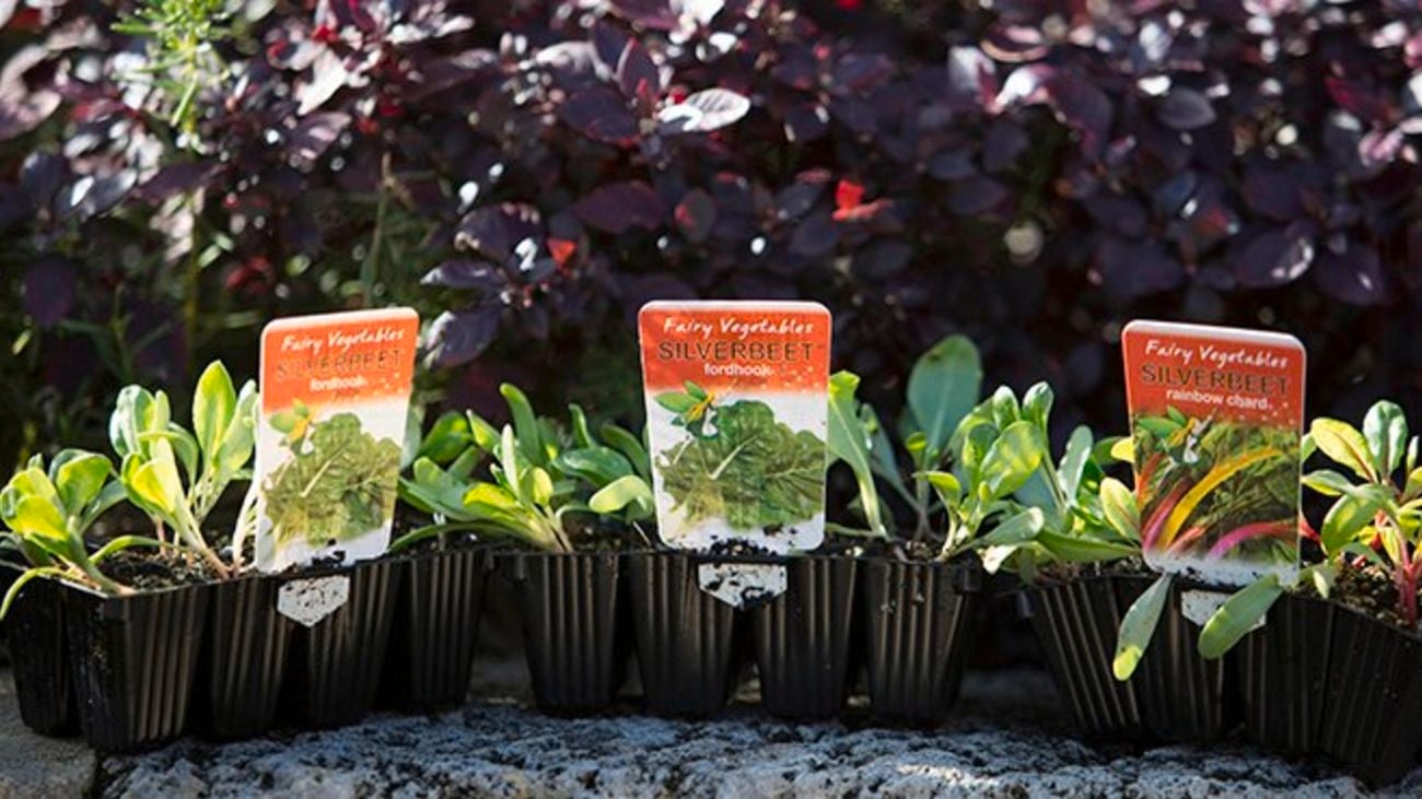 Three silverbeet seedlings.