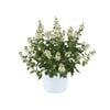 150mm Caryopteris Pavillion White