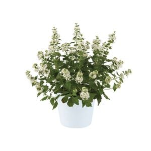 150mm Caryopteris Pavillion White