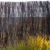 Scape 3.0 x 1.8m Plus Brushwood Screen
