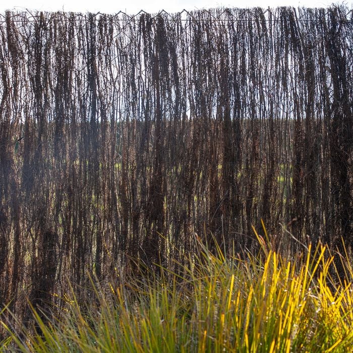 Scape 3.0 x 1.8m Plus Brushwood Screen