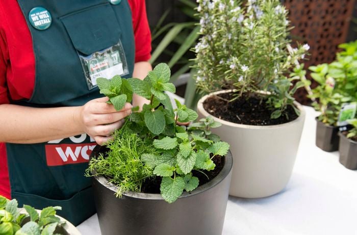 DIY -Step 4 - Plant your tea herbs - How to design a herb garden - Emily.jpg
