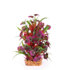 Kazoo Combination Plant - Thin Leaf W/Maroon Flower (19571)