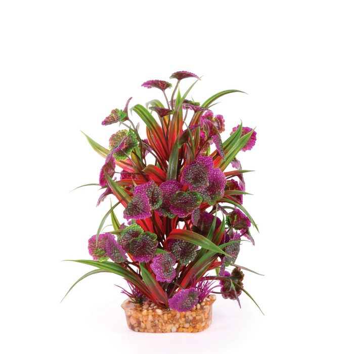 Kazoo Combination Plant - Thin Leaf W/Maroon Flower (19571)