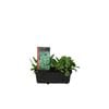 Easy Grow Punnet Range - Spinach Mini