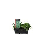 Easy Grow Punnet Range - Spinach Mini