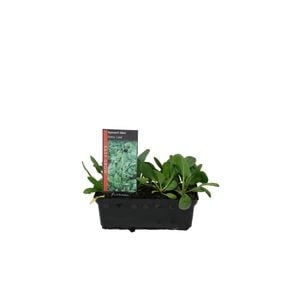 Easy Grow Punnet Range - Spinach Mini
