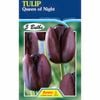 Fiesta Flower Bulbs Tulip Queen Of The Night - 5 Bulbs