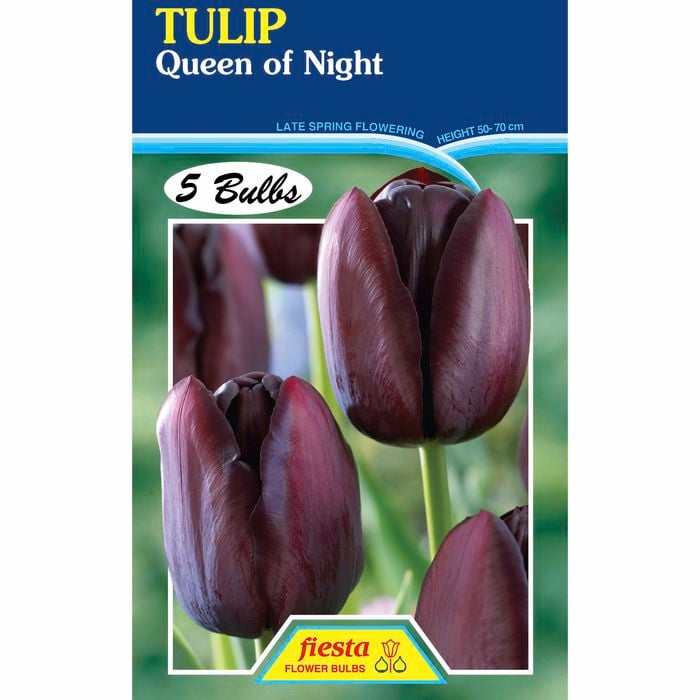 Fiesta Flower Bulbs Tulip Queen Of The Night - 5 Bulbs