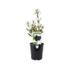 140mm Tasmanian Mountain Pepper Female - Tasmannia Ianceolata