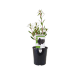140mm Tasmanian Mountain Pepper Female - Tasmannia Ianceolata
