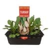 Punnet Turnip Baby White - Brassica rapa glabra