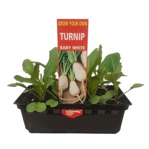 Punnet Turnip Baby White - Brassica rapa glabra