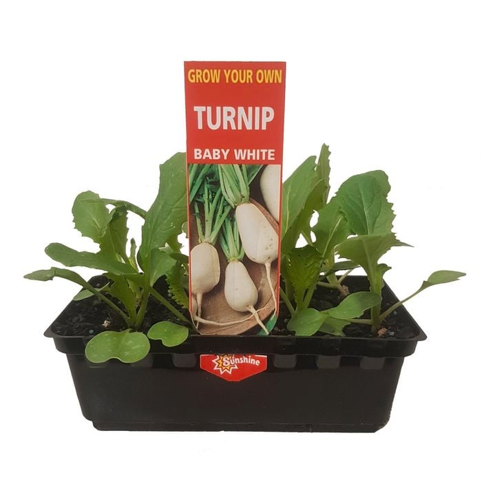 Punnet Turnip Baby White - Brassica rapa glabra