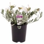140mm Silver Bush - Convolvulus cneorum