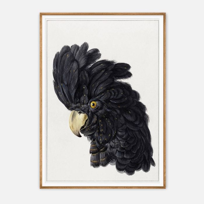 Galrie Stunning Black Cockatoo Art Print - Detailed Vintage Ornithological Illustration, Wood Frame, 70 x 100cm (28 x 40inch)