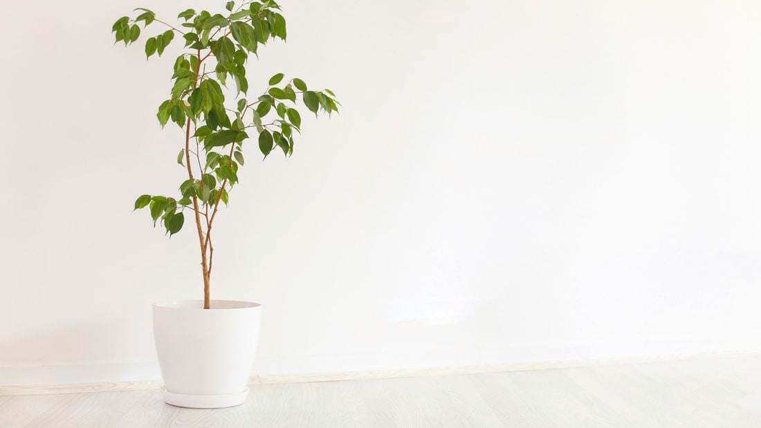 A standard fig in a pot