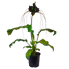 170mm Bat Plant - Tacca Chantrieri