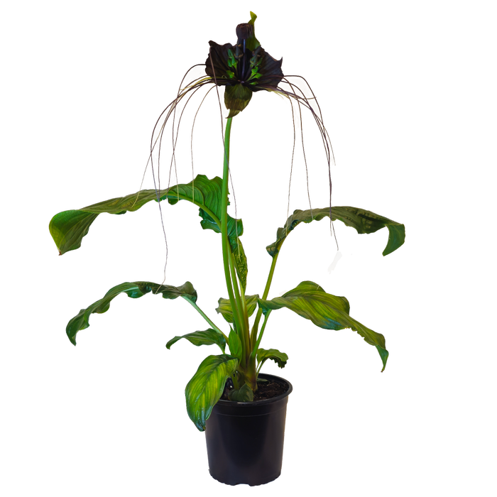 170mm Bat Plant - Tacca Chantrieri