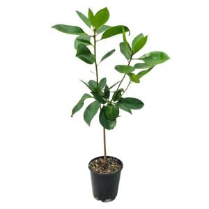 3.3L Vireya Java Light - Vireya