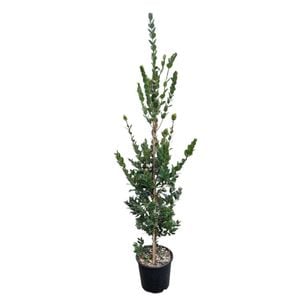 8.5L Pohutukawa Metrosideros Mistral