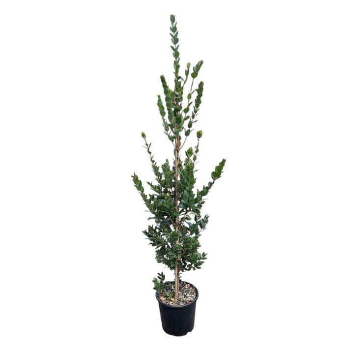 8.5L Pohutukawa Metrosideros Mistral
