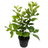 140mm Lisbon Lemon - Citrus limon