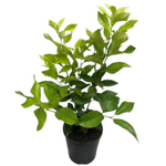 140mm Lisbon Lemon - Citrus limon