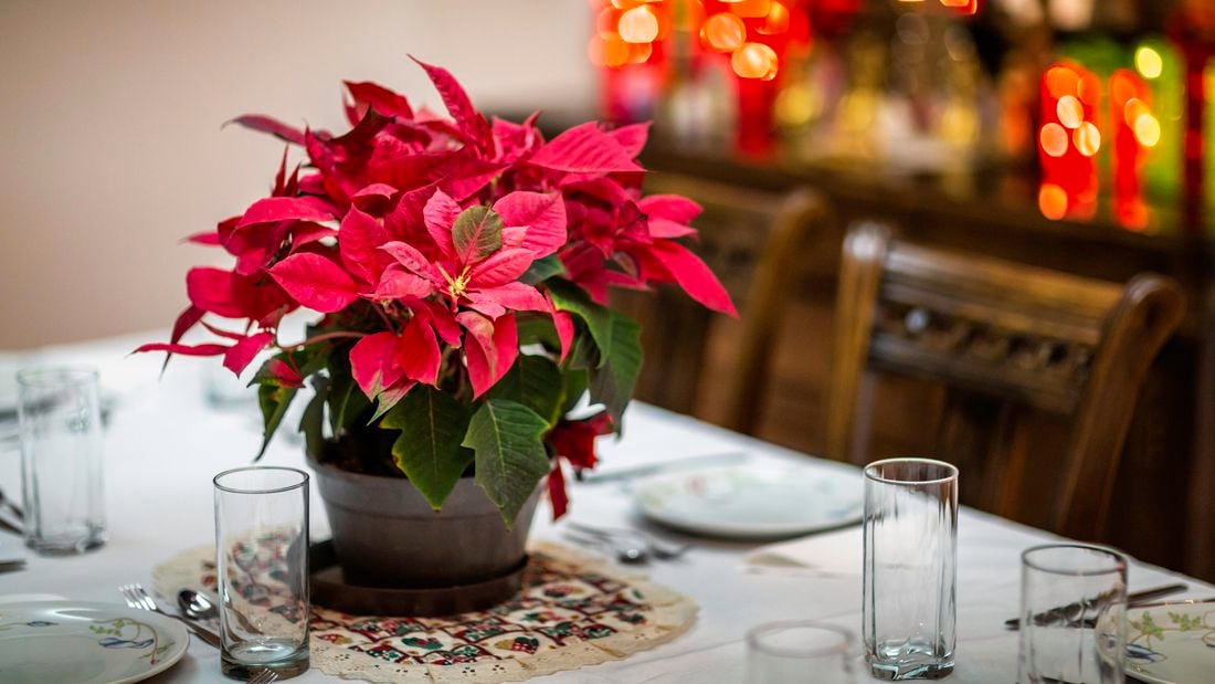 Poinsettia in a pot, on a table.