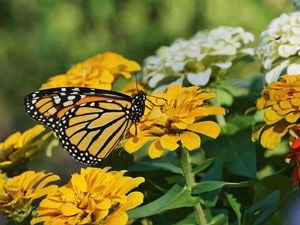 A close-up image of a yellow butterfly sitting on bright, yellow flowers