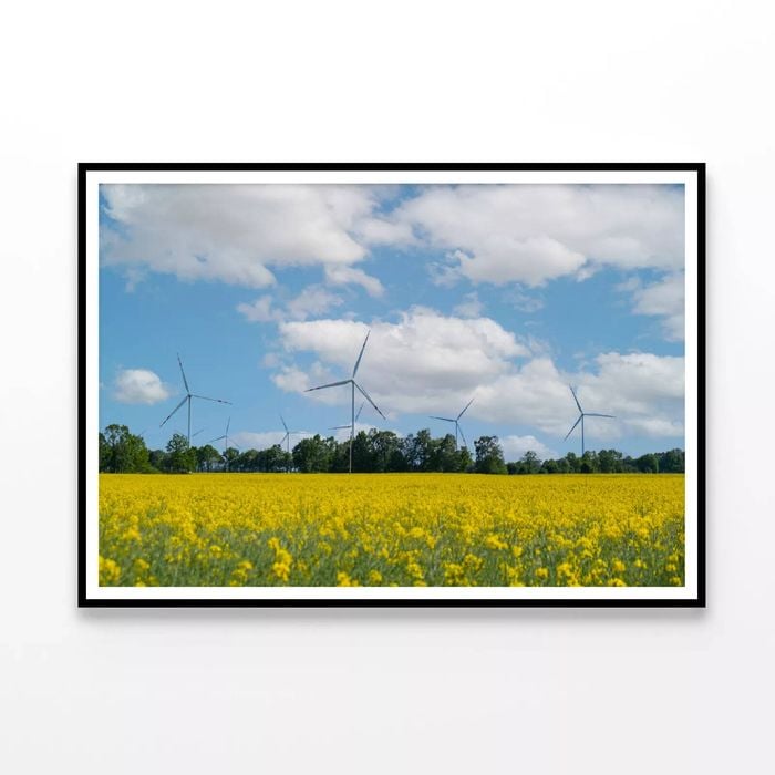 Rapeseed Plant & Wind Turbines  Print 100% Australian Made 90x60cm  (Poster)