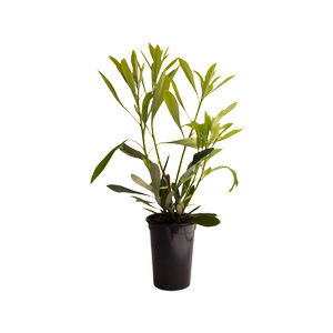 200mm Shady Lady White - Telopea
