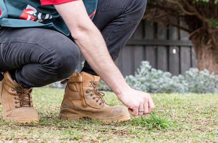 Person pointing at a weed on the lawn.