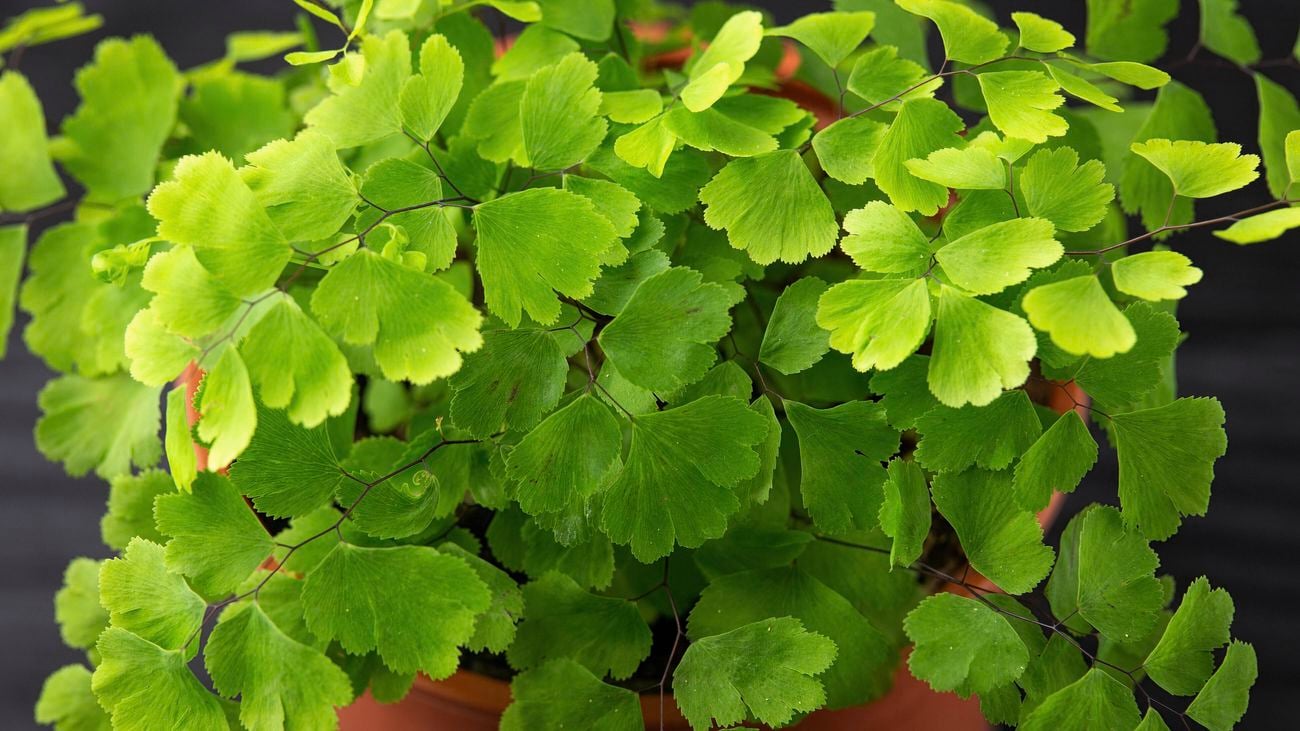 A maidenhair fern