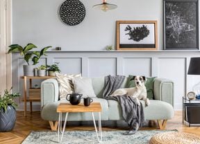 Dog on couch.