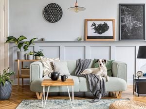 120mm Arrowhead Plant - Syngonium podophyllum - Interior Living