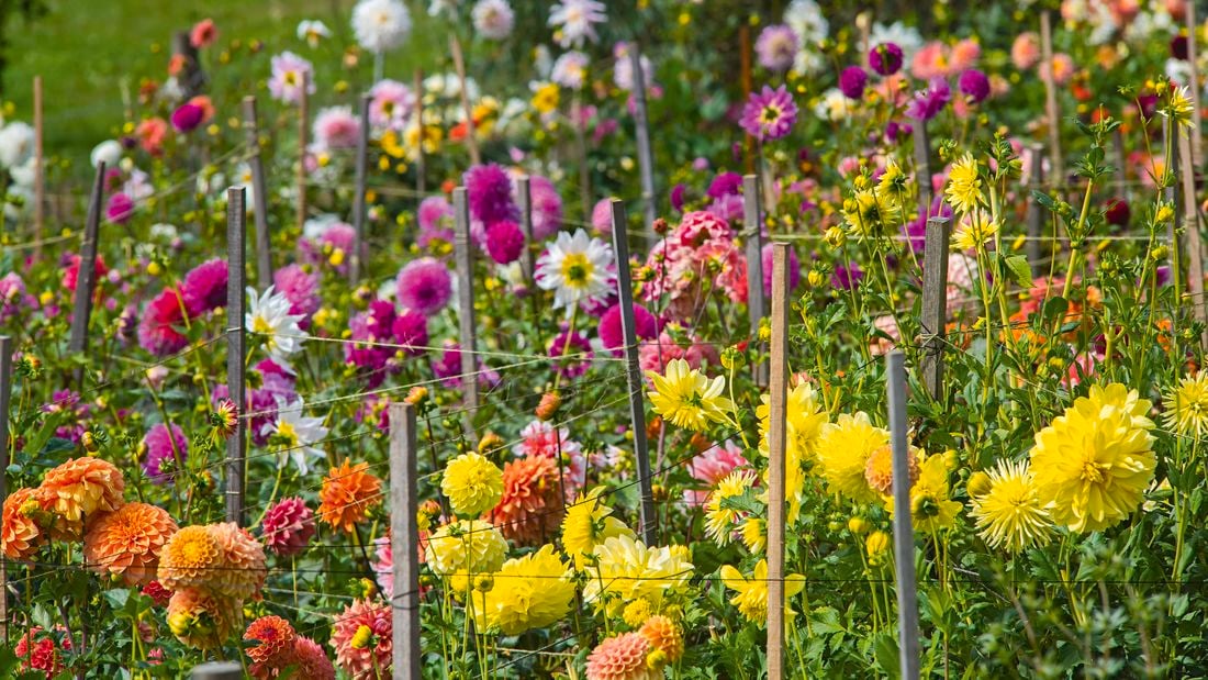 Flowers in a garden.
