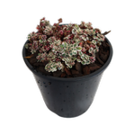 1.9L Sedum Rainbow Blob - Sedum spurium