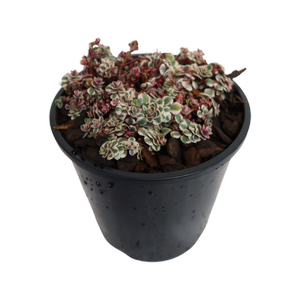 1.9L Sedum Rainbow Blob - Sedum spurium
