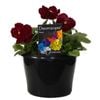180mm Pansy Rose Shades - Viola x wittrockiana
