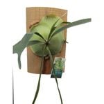 200mm 1 Eye Elkhorn Fern - Platycerium bifurcatum