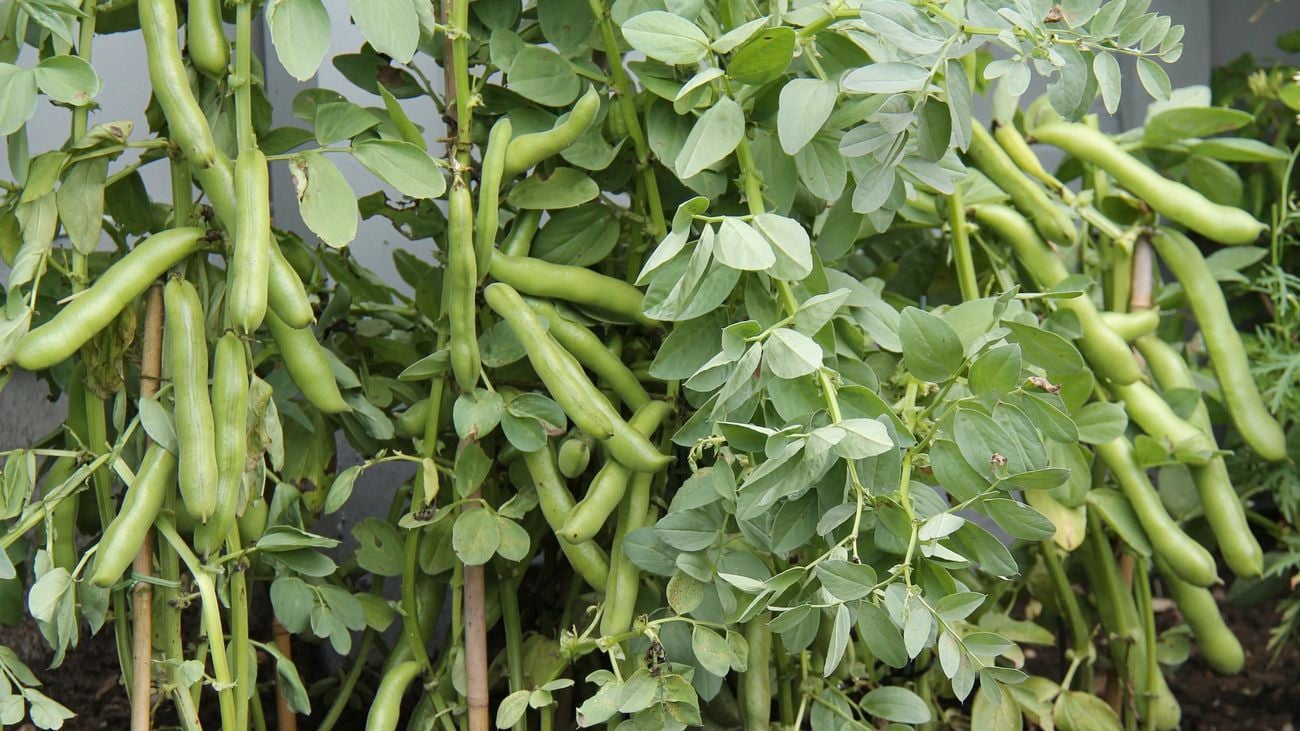 A crop of broad bean plants ready for harvesting