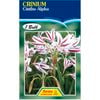 Crinium Lily Cintho Alpha Flower Bulbs