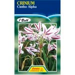 Crinium Lily Cintho Alpha Flower Bulbs